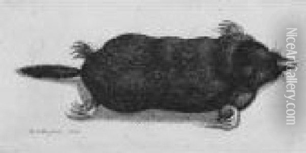 Dead Mole (p., P.2106) Oil Painting - Wenceslaus Hollar