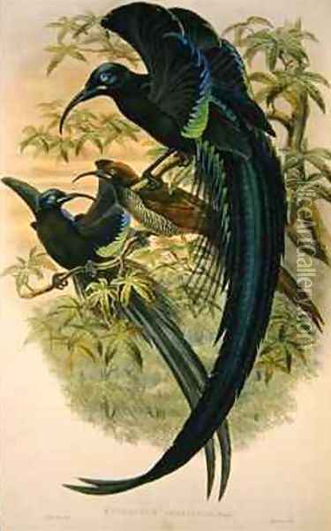 Epimachus Speciosus Oil Painting - William M. Hart