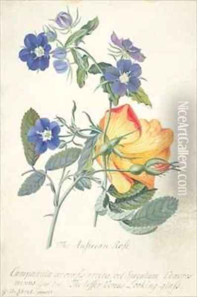 The Austrian Rose Oil Painting - Georg Dionysius Ehret