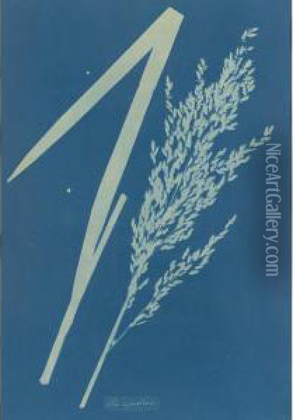 Poa Aquatica Oil Painting - Anna Atkins