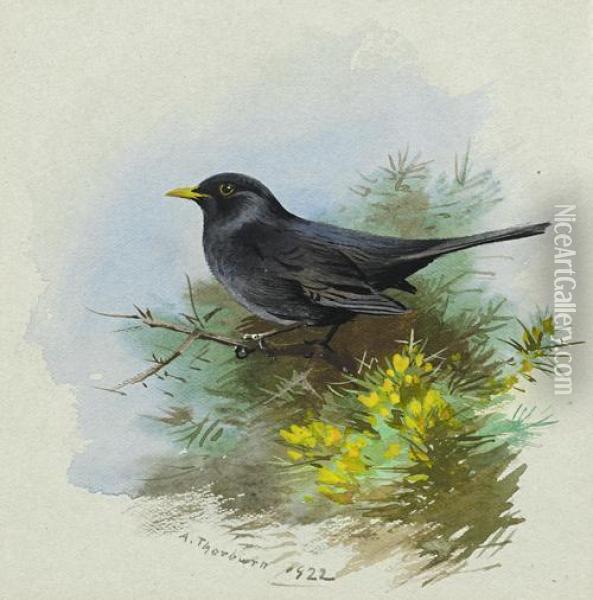 Male Blackbird Oil Painting - Archibald Thorburn