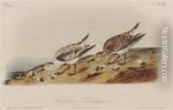 Dusky Grouse, Last Bittern, Landerling Sandpiper Oil Painting - John James Audubon