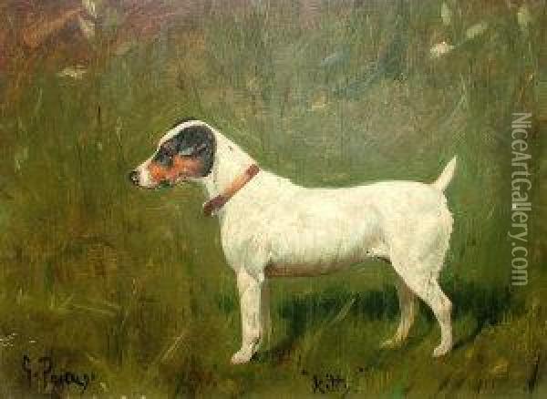Russell Terrier 