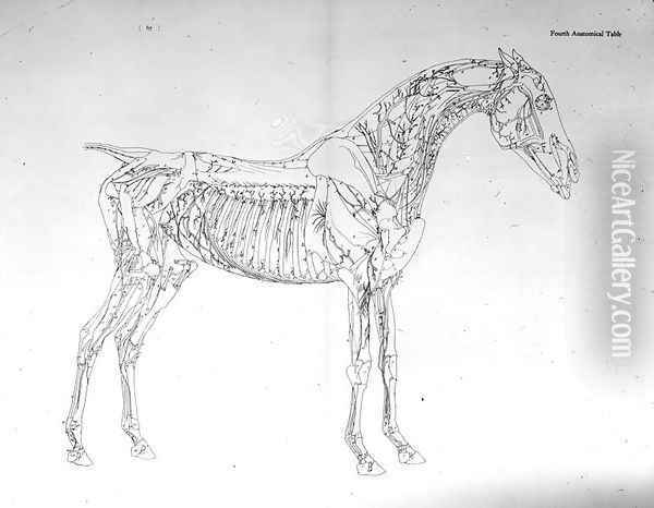 Fourth Anatomical Table, from The Anatomy of the Horse Oil Painting - George Stubbs