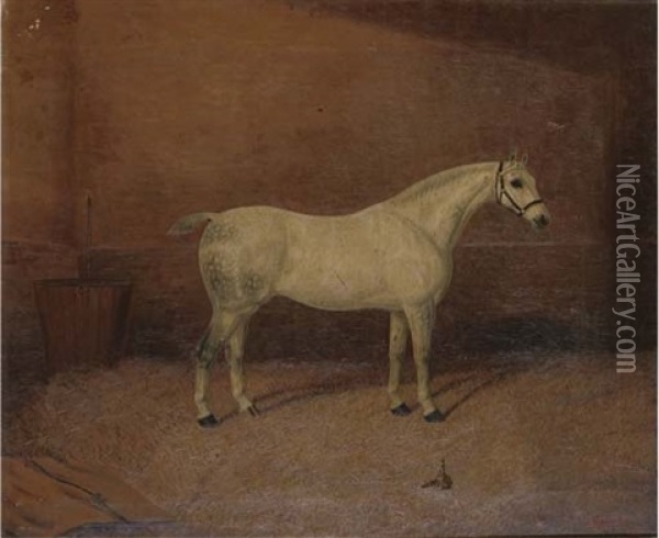 A Dappled Grey Hunter In A Stable Oil Painting - Albert Clark