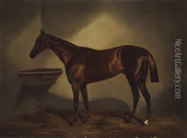 A Chestunt Racehorse In A Stable Oil Painting - Benjamin Cam Norton
