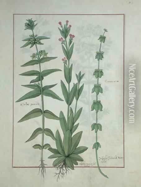 Elusae Gennus, Caraway Thyme, and Crosswort, illustration from The Book of Simple Medicines by Mattheaus Platearius d.c.1161 c.1470 Oil Painting - Robinet Testard