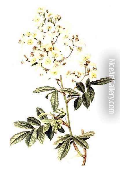 Rosa multiflora Oil Painting - Alfred Parsons