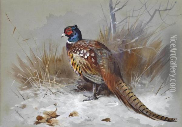 A Pheasant In A Landscape Oil Painting - Archibald Thorburn