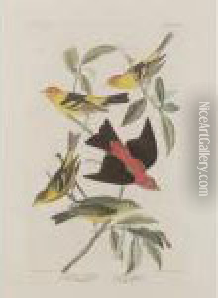 Louisiana Tanager Oil Painting - John James Audubon