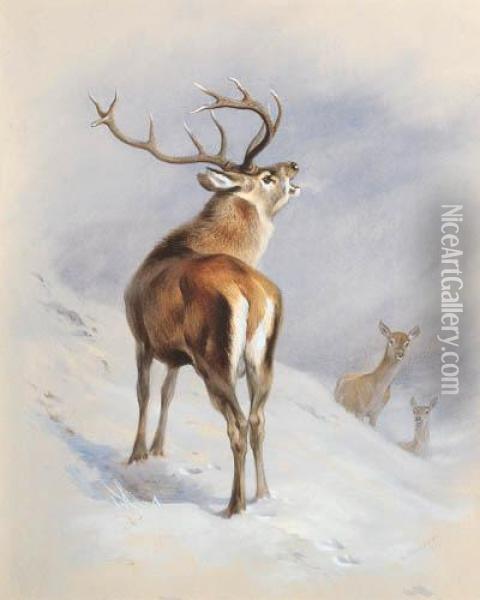 Red Deer, A Royal Roaring Oil Painting - Archibald Thorburn