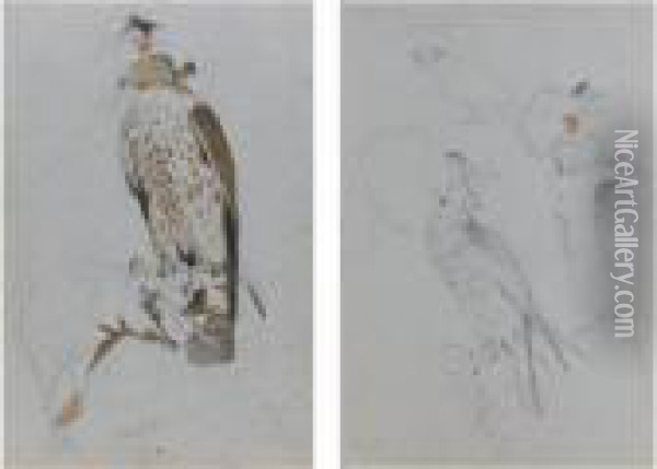 Two Studies Of Hawks Oil Painting - Landseer, Sir Edwin