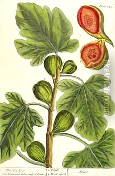 The Fig Tree, plate 125 from 'A Curious Herbal' Oil Painting - Elizabeth Blackwell