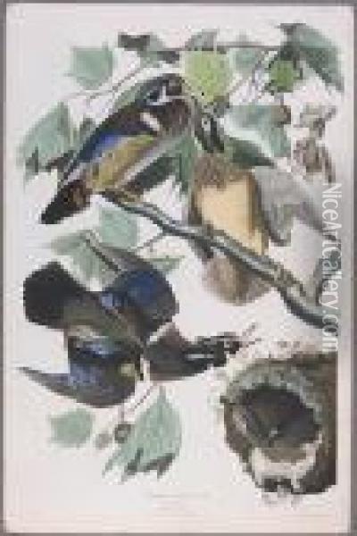 Summer Or Wood Duck (pl. Ccvi) Oil Painting - John James Audubon