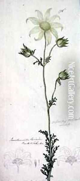 Flannel flower actinotus helianthe labill 1803-08 Oil Painting - John William Lewin