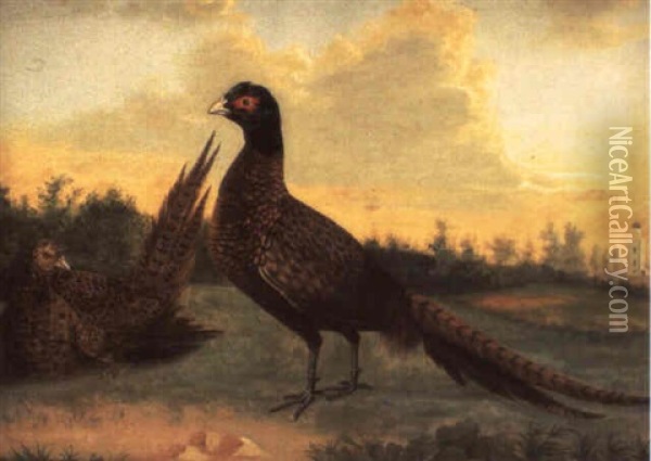 A Cock And Hen Pheasant In A Landscape Oil Painting - Stephen Elmer