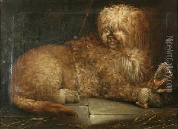 Curly White Dog With His Dinner Oil Painting - John Barker