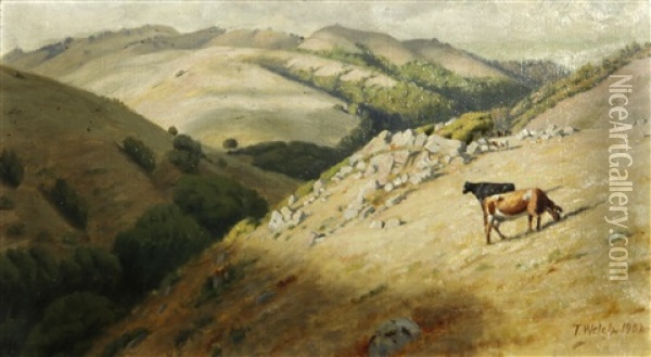 Cattle Grazing In Marin Hills Oil Painting - Thaddeus Welch