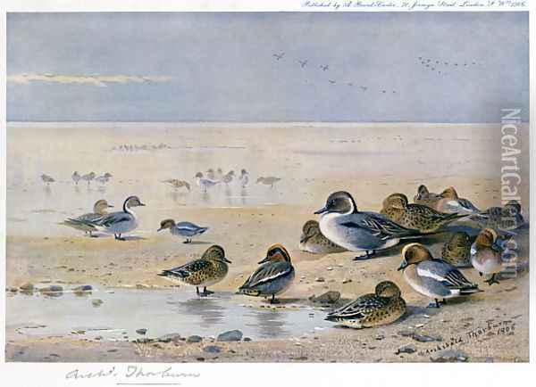 Pintail, Wigeon and Teal Oil Painting - Archibald Thorburn