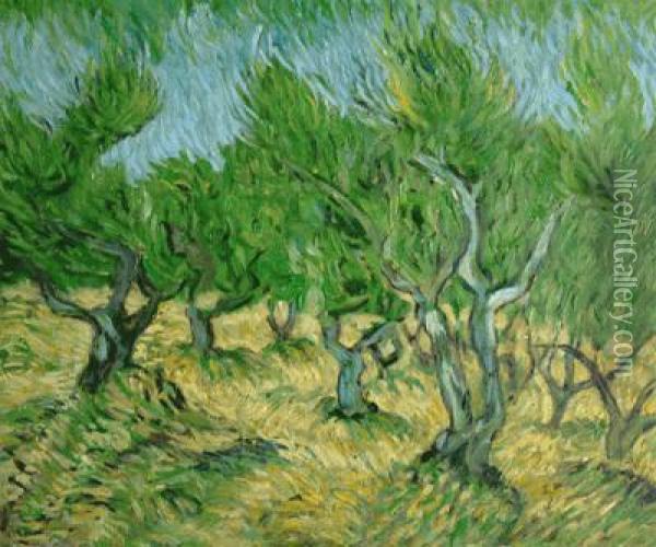 Olive Grove Oil Painting - Vincent Van Gogh
