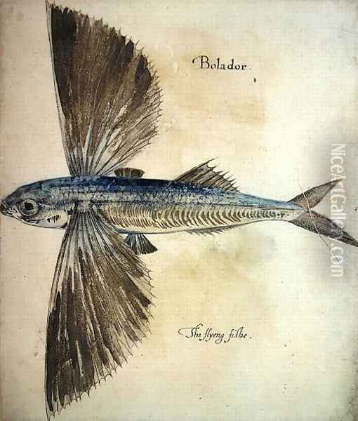 Flying-Fish Oil Painting - John White