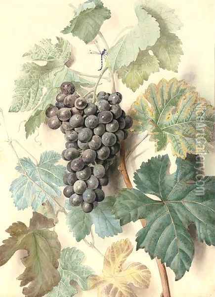 White Sweetwater grapes Oil Painting - James Sillett