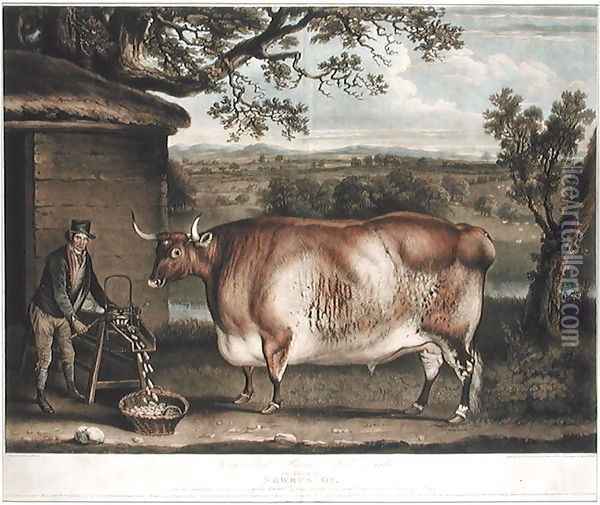 The Newbus Ox, engraved by W. Ward, 1812 Oil Painting - Thomas Weaver