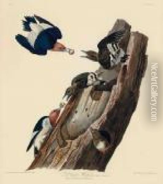 Red Headed Woodpecker 
 Picus Erythrocephalus Oil Painting - John James Audubon