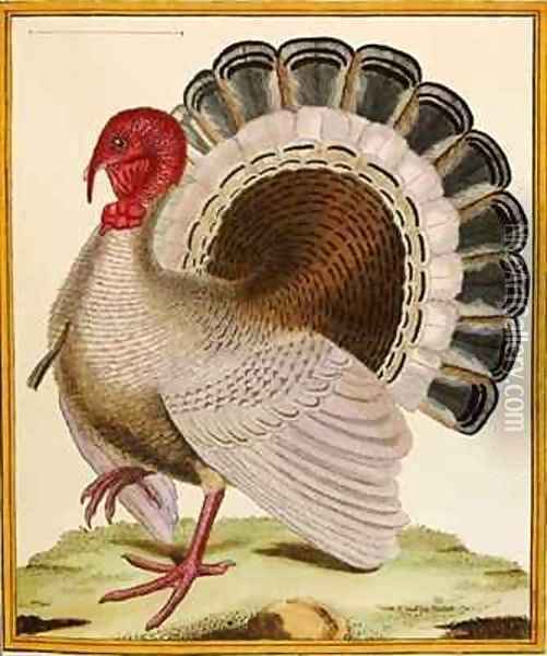 A Turkey, from 'Histoire Nouvelles des Oiseaux' Oil Painting - Georges de Buffon