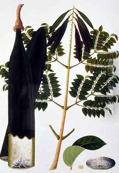 Kachang Kayoo or Bignonia Indica, from 'Drawings of Plants from Malacca', c.1805-18 Oil Painting - Anonymous Artist