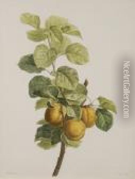 Pears And Leaves On A Bough Oil Painting - Pancrace Bessa