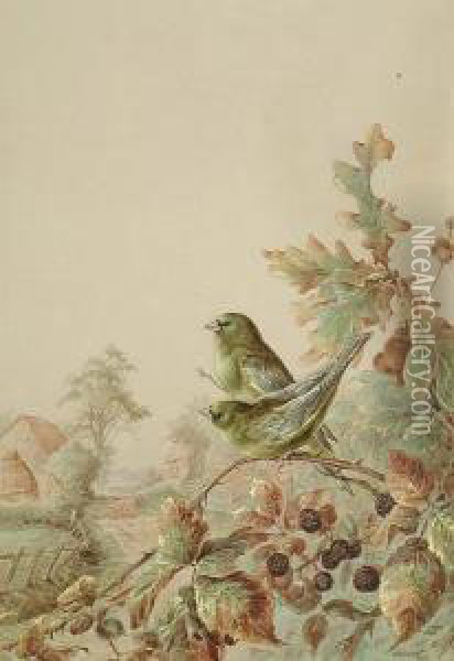 Greenfinches On A Bramblebush Oil Painting - Harry Bright