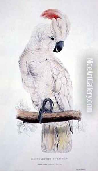Salmon-Crested Cockatoo Oil Painting - Edward Lear