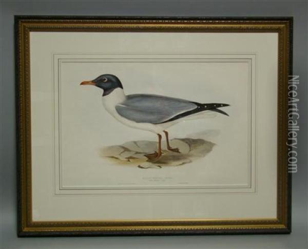 Black-winged Gull Oil Painting - Elizabeth Gould