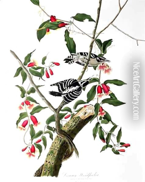Downy Woodpecker, from 'Birds of America' Oil Painting - John James Audubon