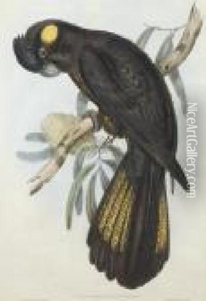 Funereal Cockatoo (calyptorhynchusfunereus) Oil Painting - John H. Gould