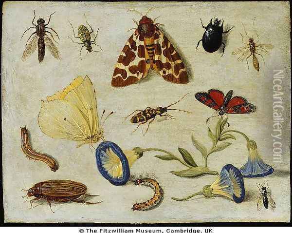Insects Oil Painting - Jan van Kessel
