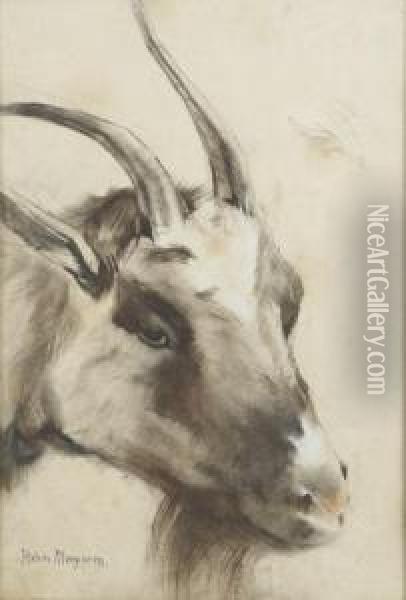 Study Of A Goat Oil Painting - Han Van Meegeren