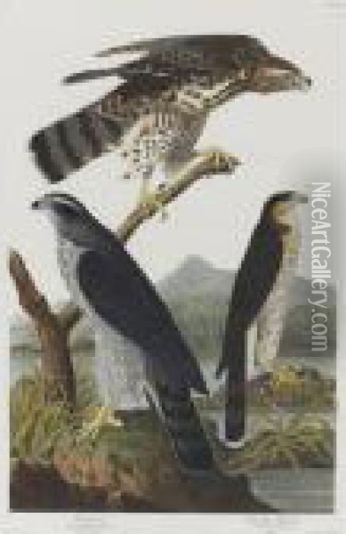 Goshawk Stanley Hawk (plate Cxli) Oil Painting - John James Audubon