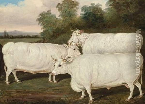 Three Prize White Shorthorns In A Landscape Oil Painting - James Loder