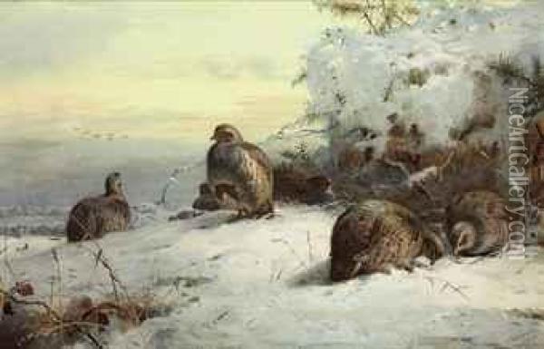 A Covey Of Grey-leg Partridge In A Snow-bound Landscape, Restingbeneath Gorse Oil Painting - Archibald Thorburn