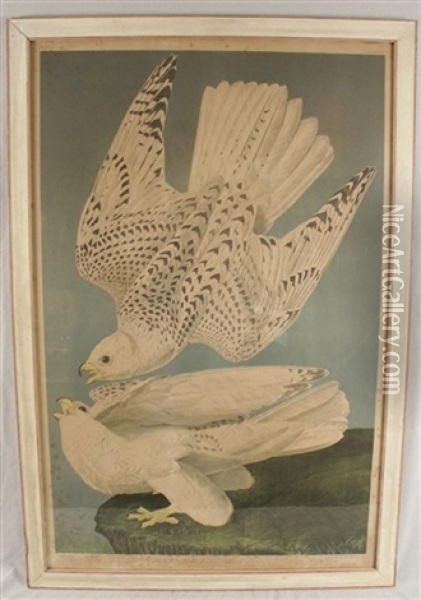 Iceland Or Jer Falcon, No. 13-2, Pl. 19 (after J.j. Audubon) Oil Painting - Julius Bien