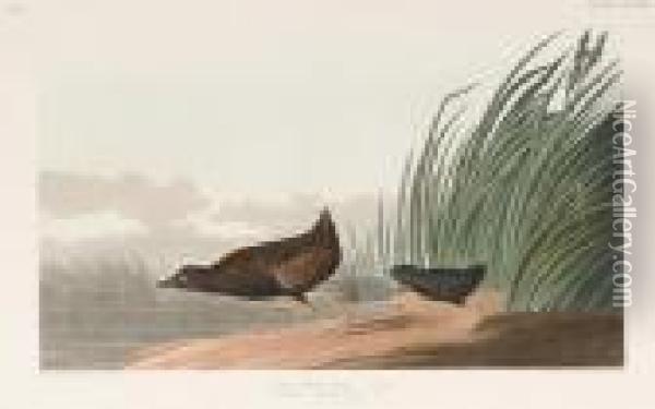 Least Water-hen Oil Painting - John James Audubon