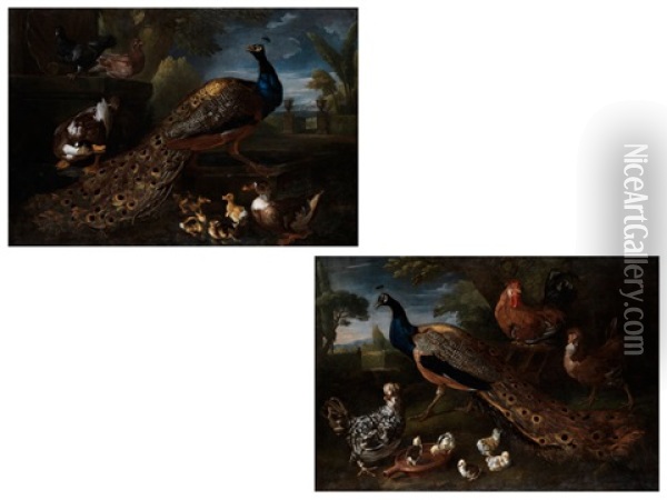 Grossformatige Darstellungen Von Pfauen, Umgeben Von Weiterem Federvieh Oil Painting - David de Coninck