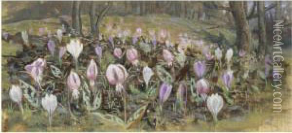 Crocuses On A Woodland Floor; Still Life Of Flowers Oil Painting - Alfred Powell