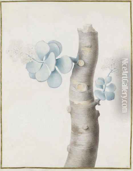 Blooming flowers on a branch of a succulent plant Oil Painting - Nicolas Robert