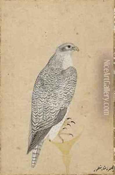 Portrait of a Falcon from Northern India 1619 Oil Painting - (Ustad Mansur) Mansur