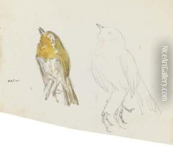 Studies Of The Robin In The Tale Of Peter Rabbit Oil Painting - Helen Beatrix Potter