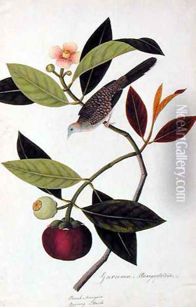 Garcinia Mangastana, Booah Mungies, Boorong Murbo, from 'Drawings of Birds from Malacca', c.1805-18 Oil Painting - Anonymous Artist