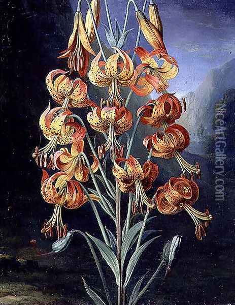 Lilium Superbum, painted for R. J. Thorntons Temple of Flora, c.1798 Oil Painting - Philip Reinagle